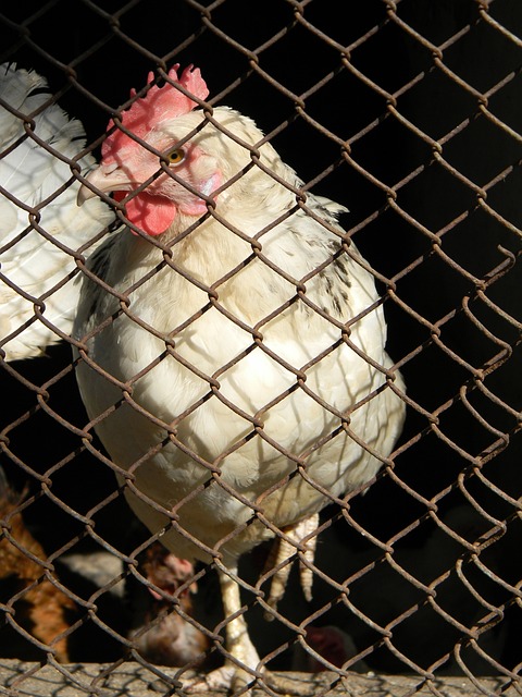 招致批评 招致批评